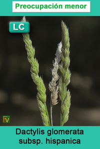 Dactylis glomerata hispanica