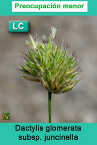 Dactylis glomerata juncinella
