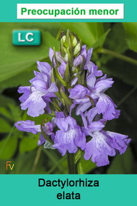 Dactylorhiza elata