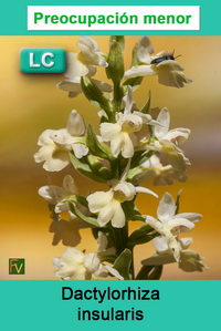Dactylorhiza insularis