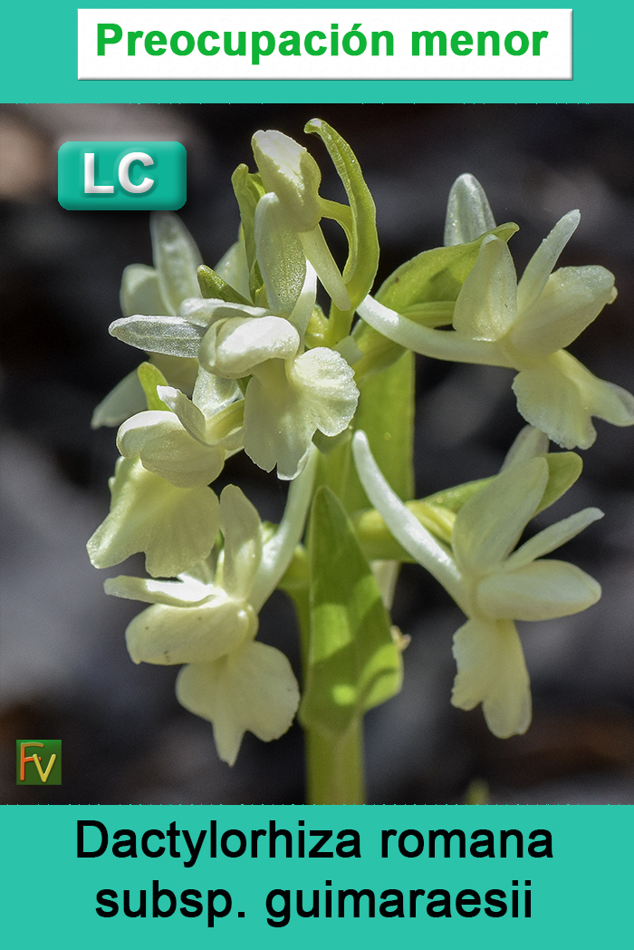 Dactylorhiza romana guimaraesii