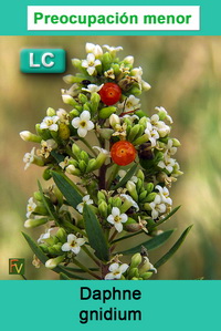Daphne gnidium