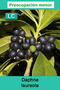 Daphne laureola