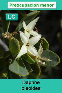 Daphne oleoides