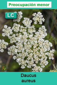 Daucus aureus