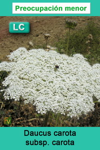 Daucus carota carota