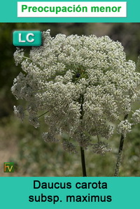 Daucus carota maximus