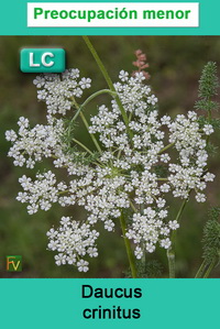 Daucus crinitus