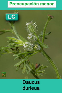 Daucus durieua