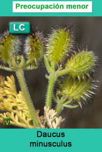 Daucus minusculus