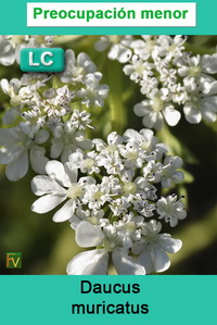 Daucus muricatus