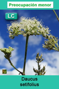 Daucus setifolius