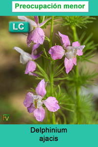 Delphinium ajacis
