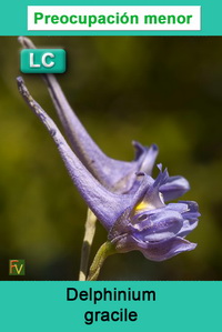 Delphinium gracile