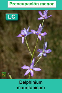 Delphinium mauritanicum