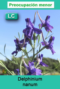 Delphinium nanum