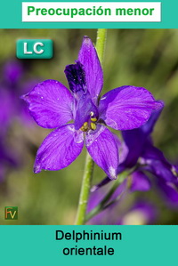 Delphinium orientale