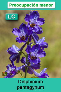 Delphinium pentagynum