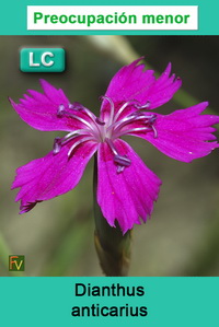 Dianthus anticarius