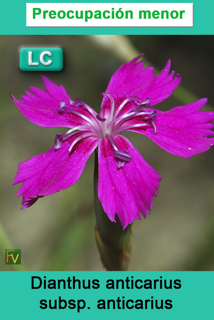 Dianthus anticarius anticarius