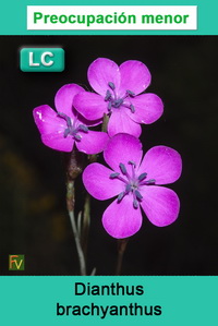 Dianthus brachyanthus