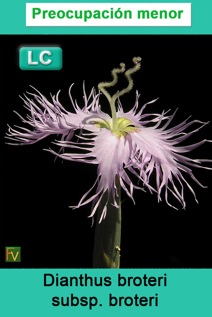 Dianthus broteri broteri