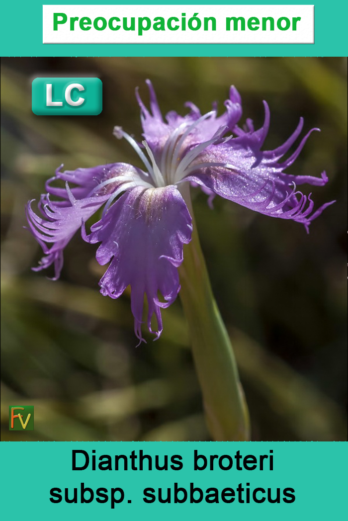 Dianthus broteri subbaeticus