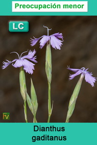 Dianthus gaditanus