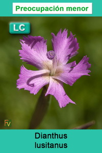 Dianthus lusitanus