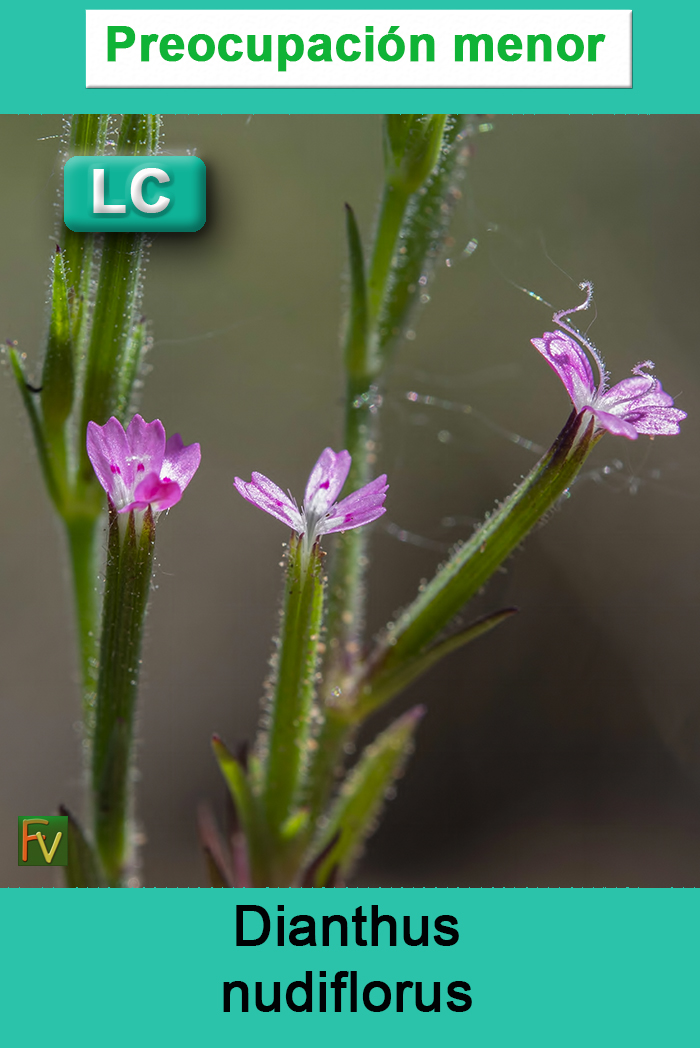 Dianthus nudiflorus