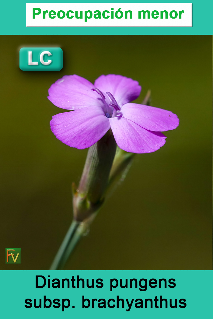 Dianthus pungens brachyanthus