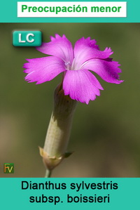 Dianthus sylvestris boissieri