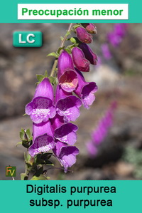 Digitalis purpurea purpurea