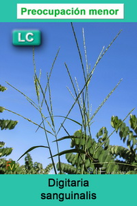 Digitaria sanguinalis