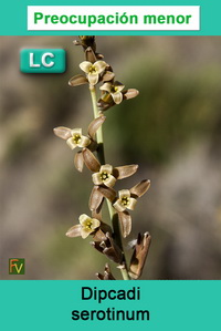 Dipcadi serotinum