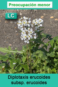 Diplotaxis erucoides erucoides