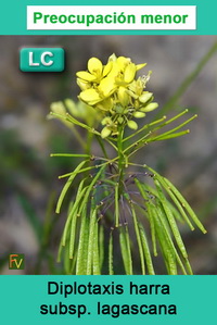 Diplotaxis harra lagascana