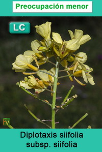 Diplotaxis siifolia siifolia