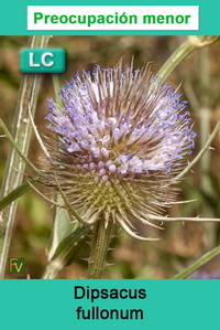 Dipsacus fullonum