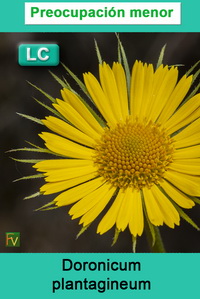 Doronicum plantagineum