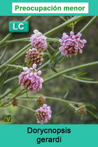 Dorycnopsis gerardi