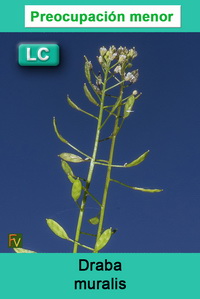 Draba muralis