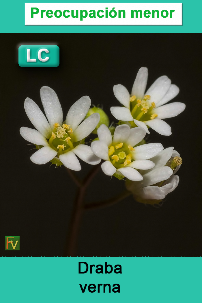 Draba verna