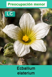 Ecballium elaterium