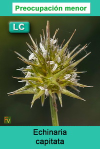 Echinaria capitata