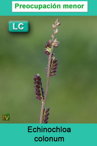 Echinochloa colonum