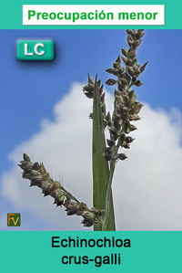 Echinochloa crus galli