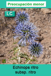 Echinops ritro ritro