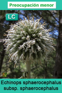 Echinops sphaerocephalus sphaerocephalus