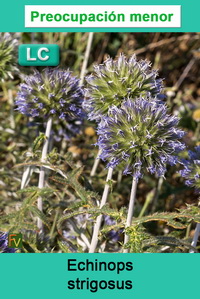 Echinops strigosus